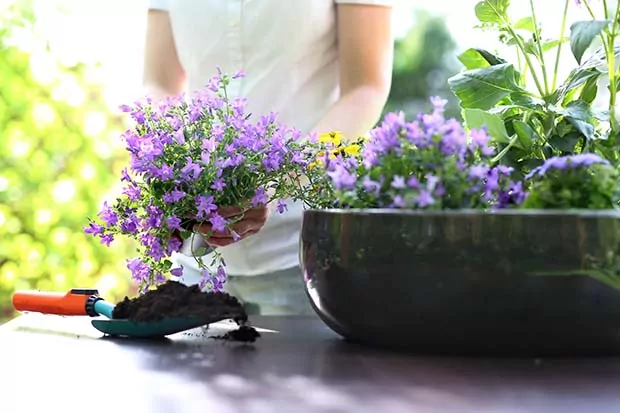 Blumentopf bepflanzen